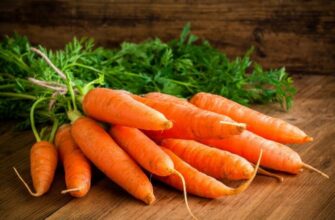 Польза моркови для здоровья